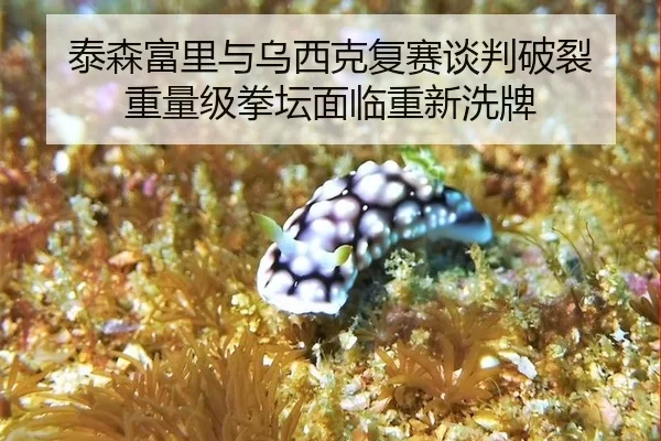 tai-sen-fu-li-yu-wu-xi-ke-fu-sai-tan-pan-po-lie-zhong-liang-ji-quan-tan-mian-lin-chong-xin-xi-pai-2-670.jpg
